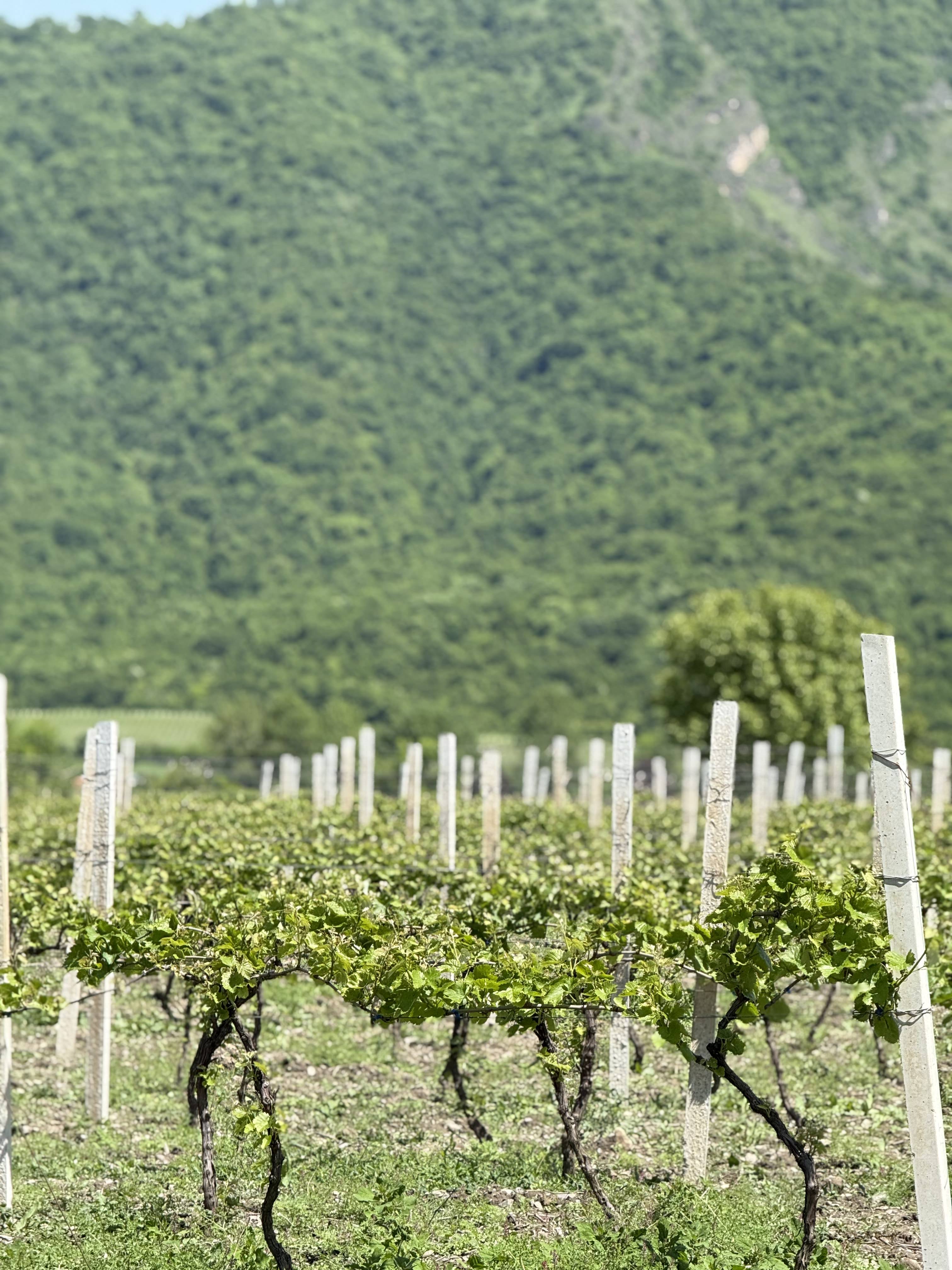 Atmospheric wine cellar